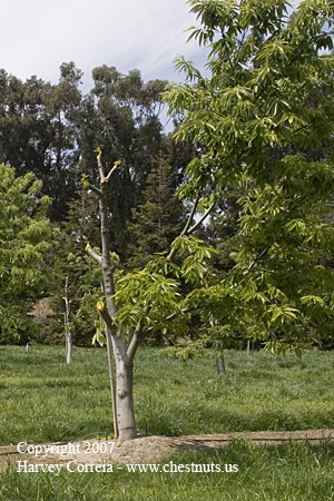 Chestnut tree grafted to Italian Marroni